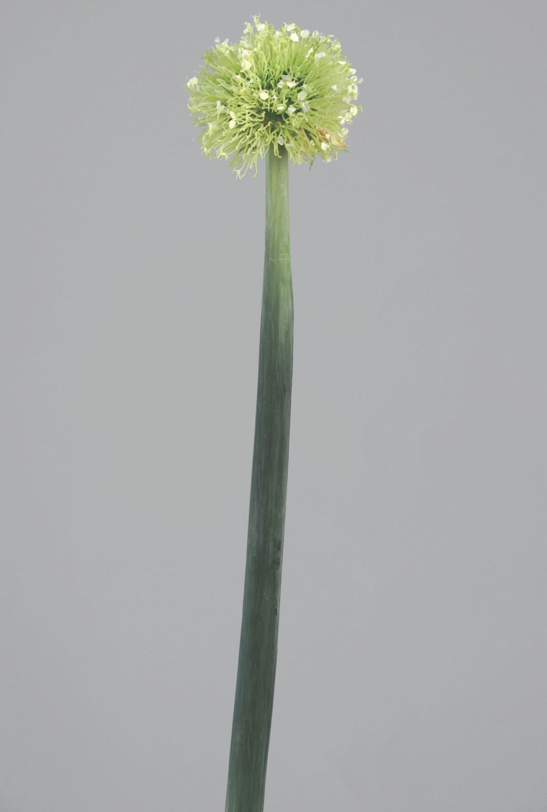 onion 