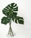1monstera_deliciosa kopiera.webp