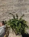 week17.webp