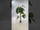 youtube - [Video]