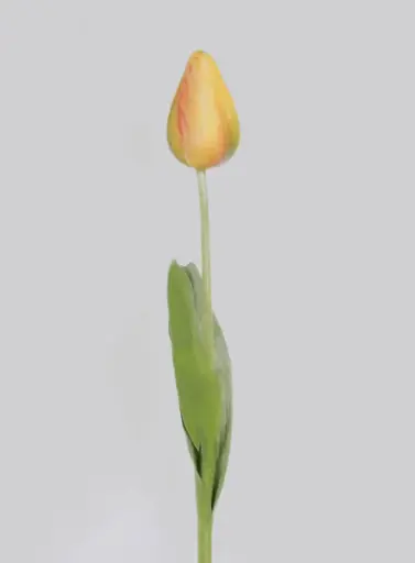 pointed tulip