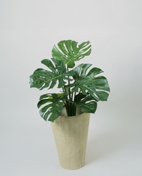 [01-063] Monstera Deliciosa (Alternative 1)