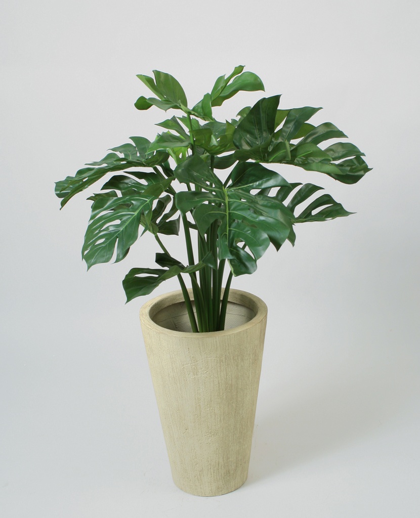 Monstera Deliciosa