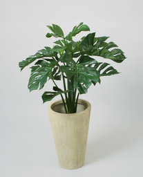 [01-080] Monstera Deliciosa (Alternative 2)
