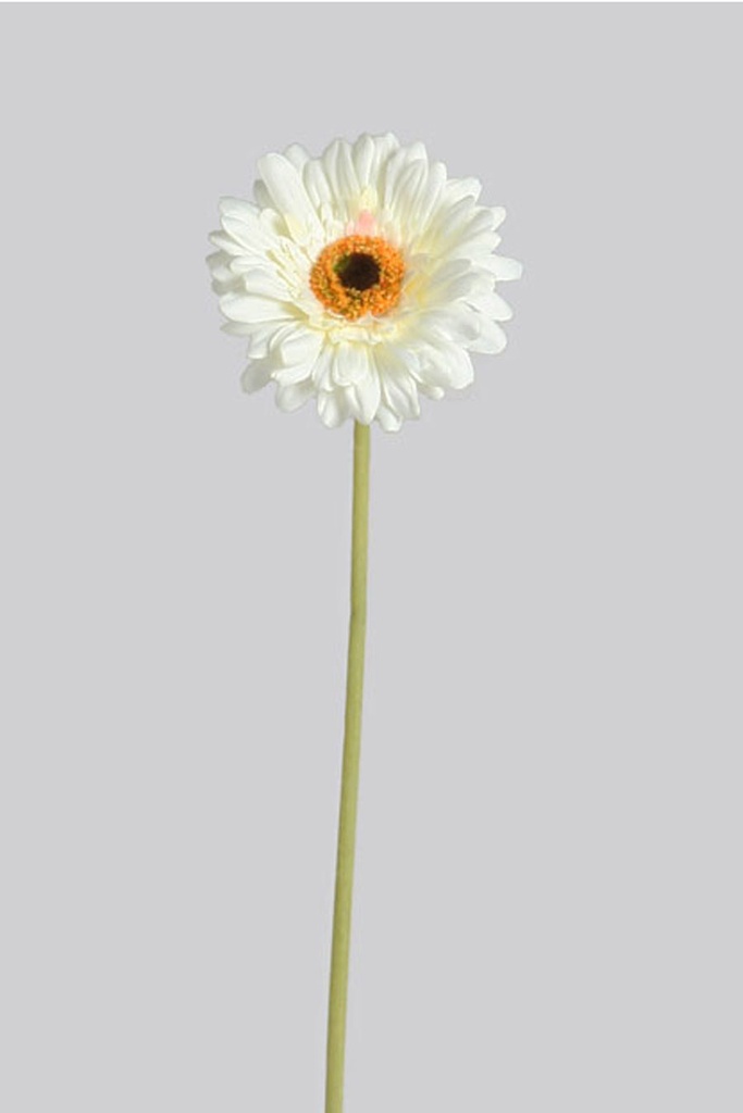 Gerbera