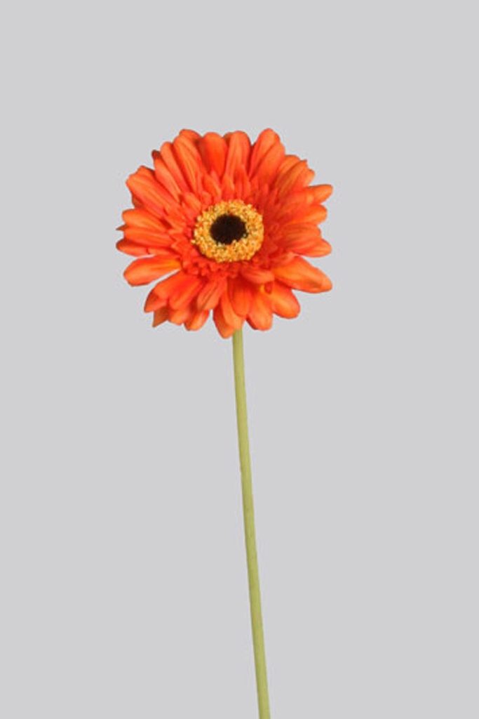Gerbera