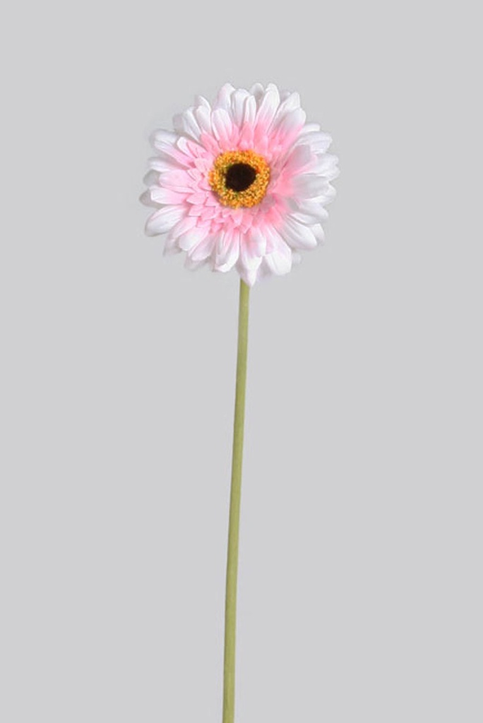 Gerbera