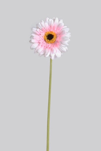 Gerbera