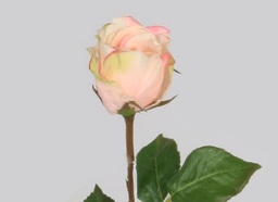 [4465] Rose (Alternative 4)