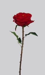 [7199] Rose (Alternative 4)