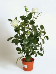 [5907-23] Rose (Alternative 2)