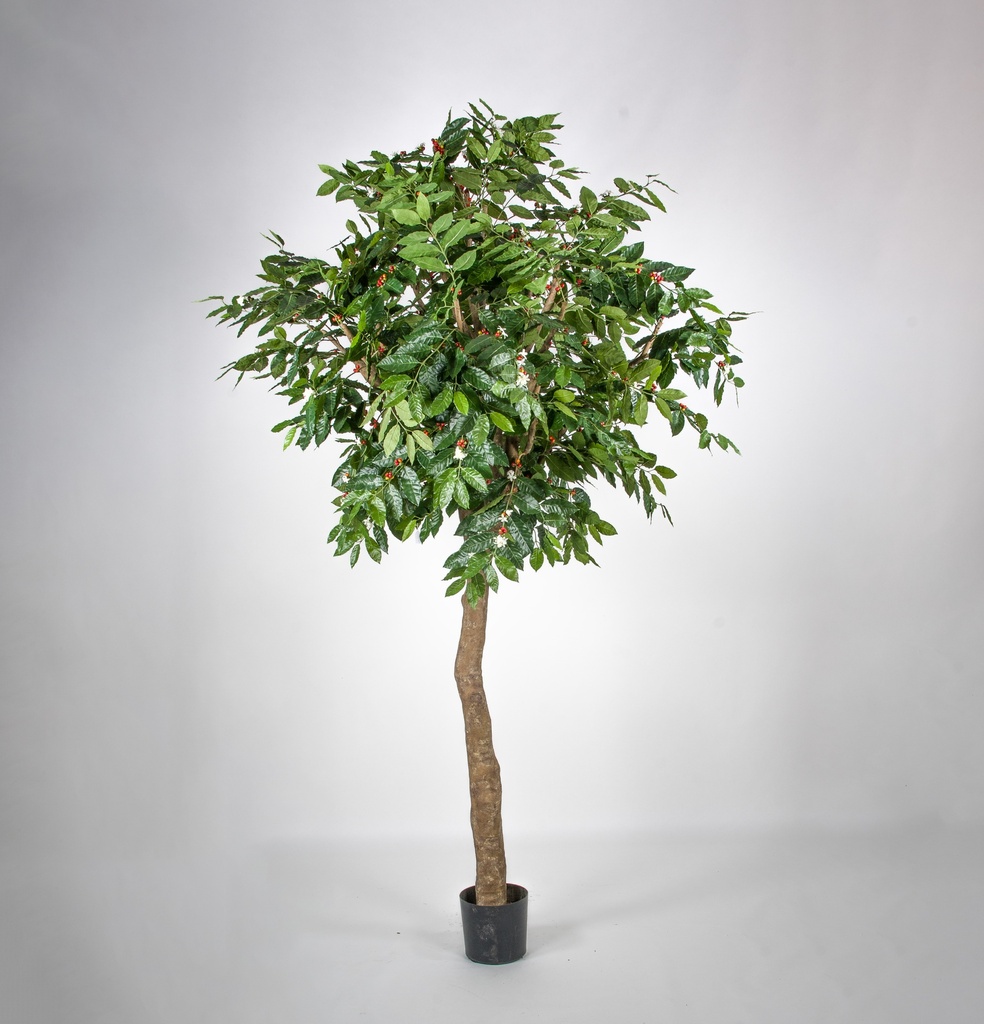 Coffee Tree