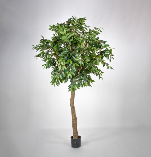 Coffee Tree