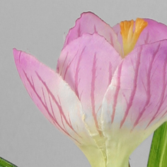 Crocus
