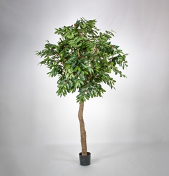 [33-270] Coffee Tree (Alternative 2)