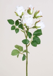 [7216] Rose (Alternative 1)