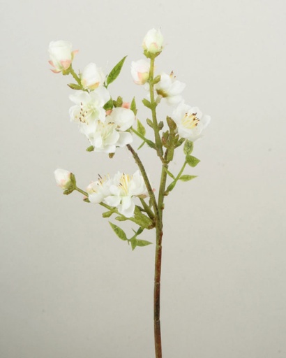 Peach Blossom