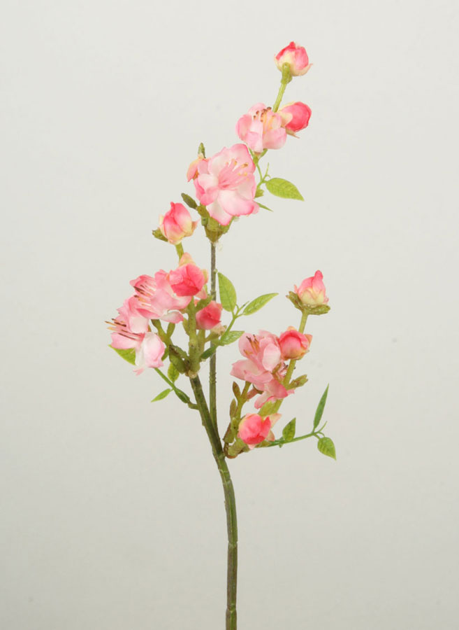 Peach Blossom