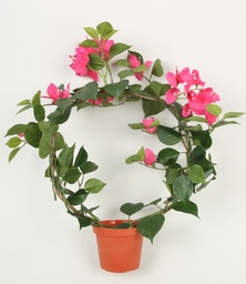 [167-1-01] Bougainvillea (Alternative 1)