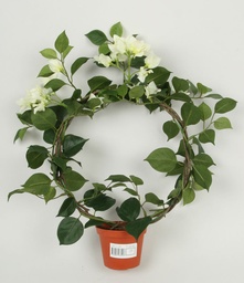 [167-1-03] Bougainvillea (Alternative 2)