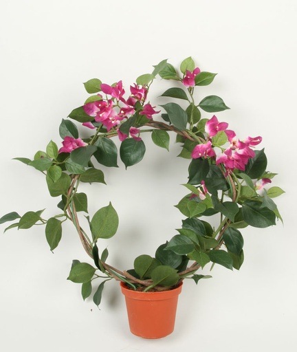 Bougainvillea