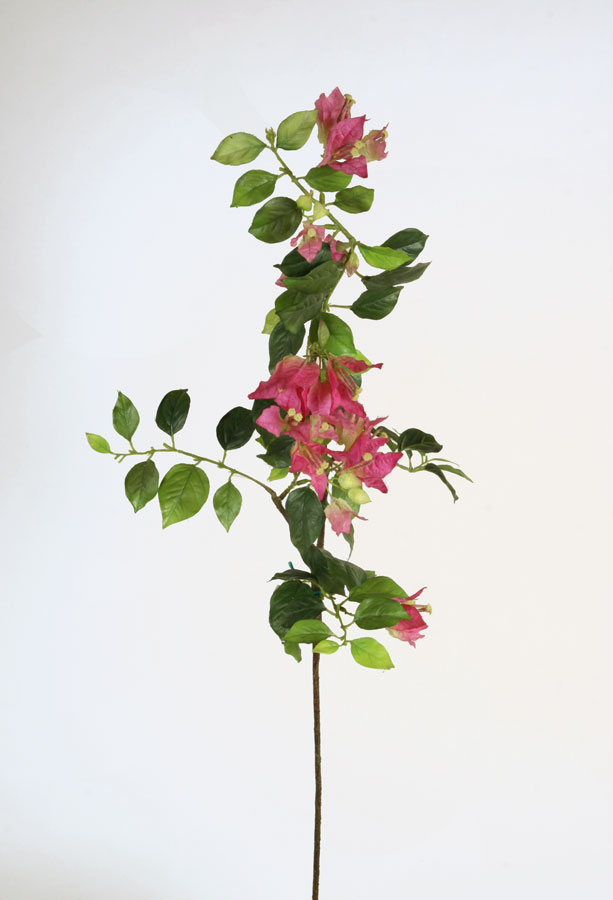 Bougainvillea