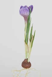 [6511] Crocus (Alternative 2)