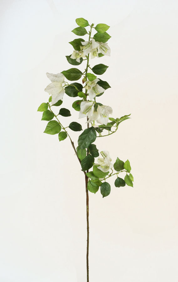 Bougainvillea