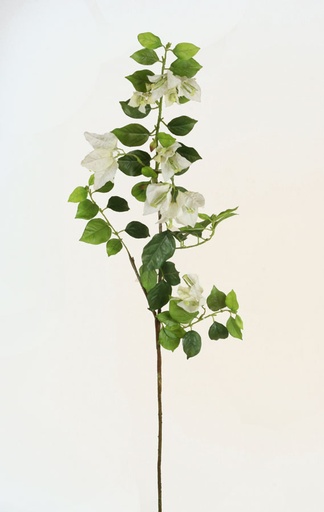 Bougainvillea