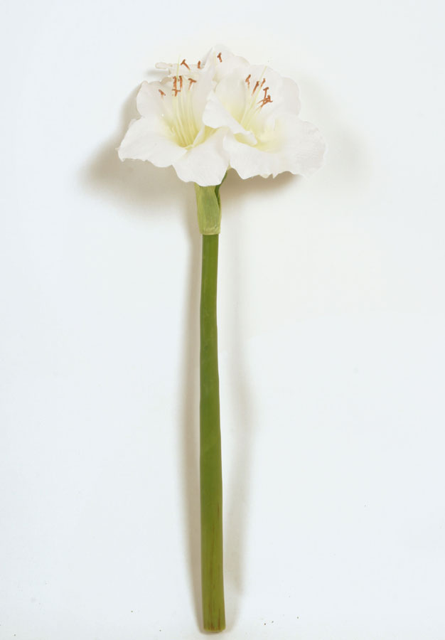 Amaryllis