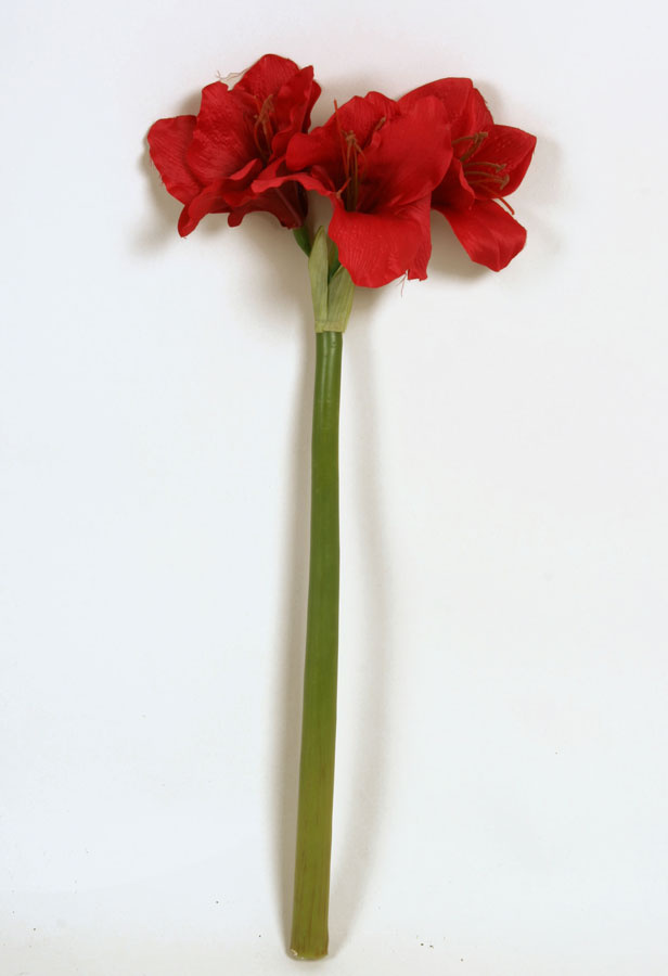 Amaryllis
