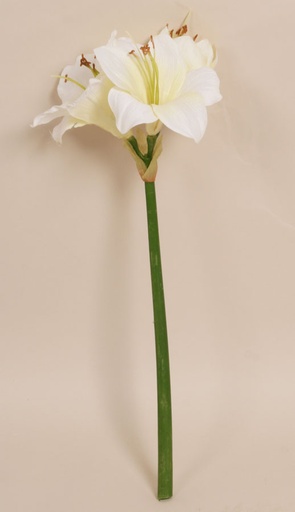 Amaryllis