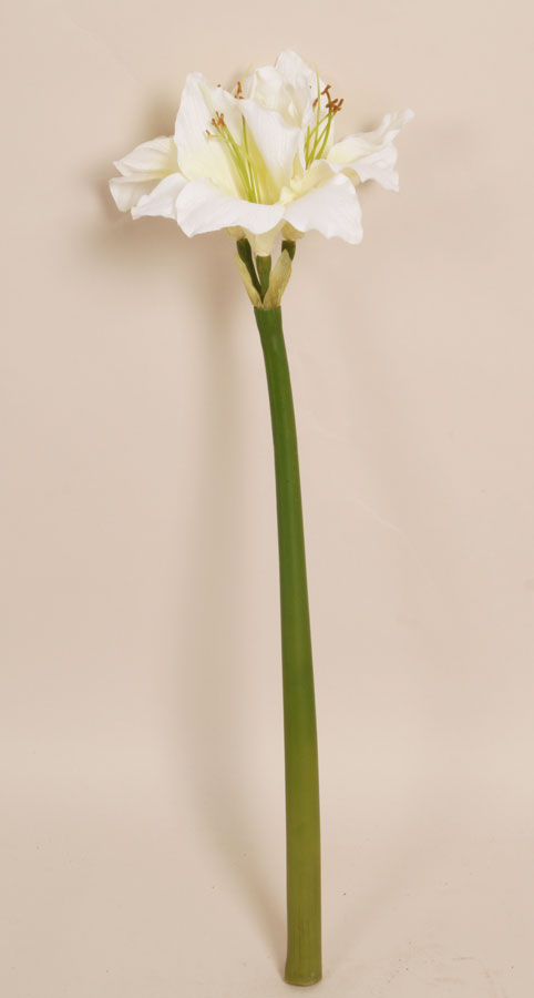Amaryllis