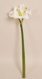 [7223] Amaryllis (Alternative 1)