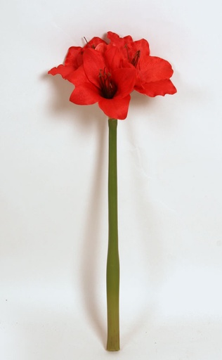 Amaryllis