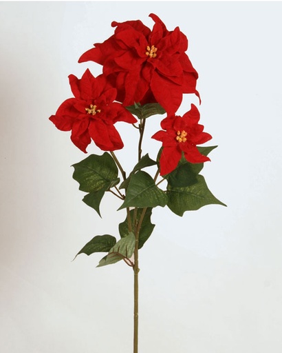 Poinsettia