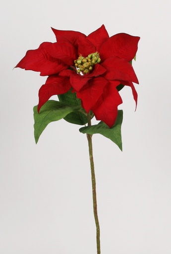 Poinsettia