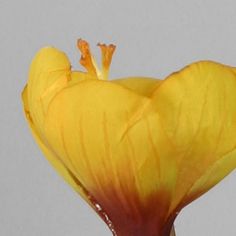 [6512] Crocus (Alternative 3)