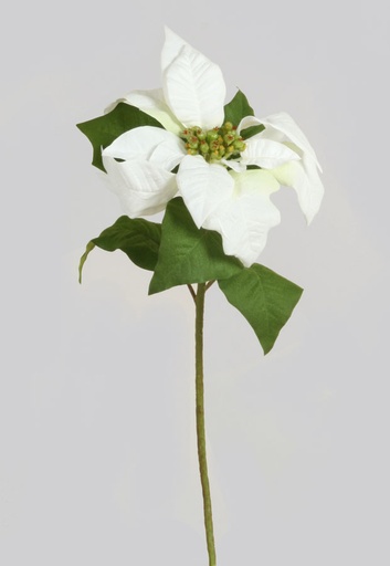 Poinsettia