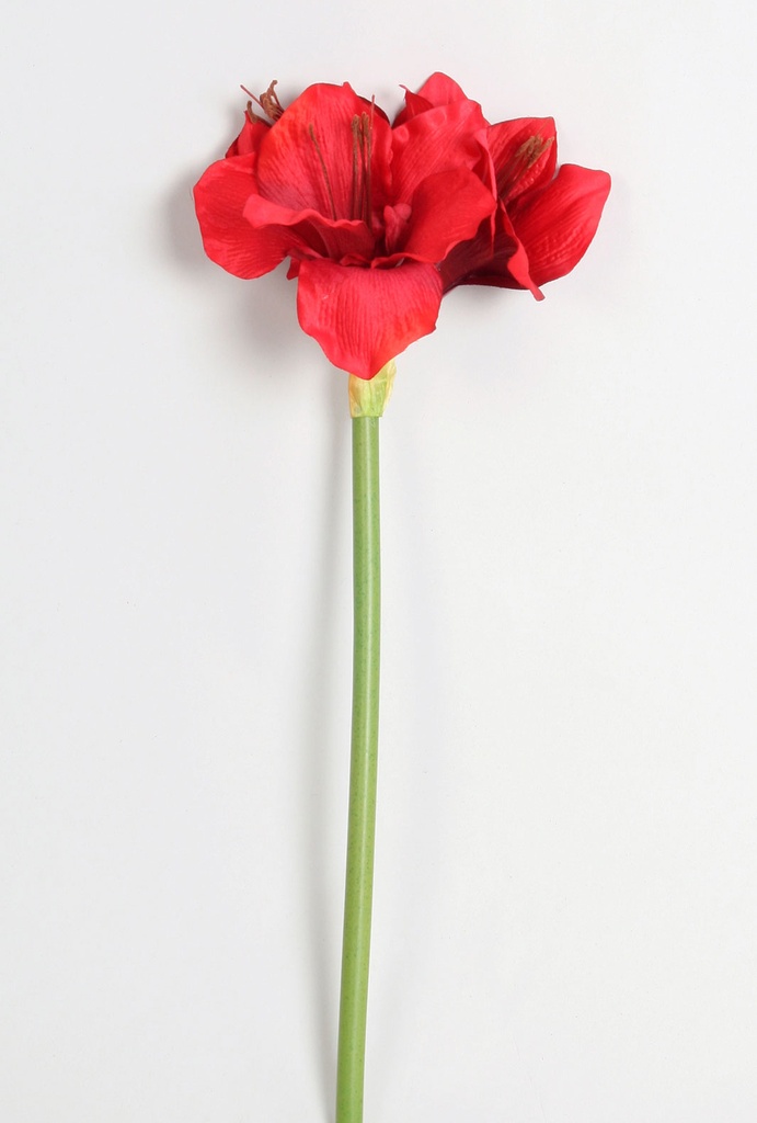 Amaryllis