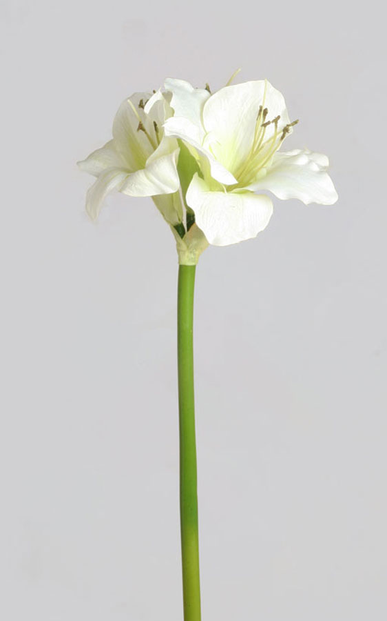 Amaryllis
