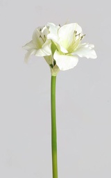 [7160-1] Amaryllis (Alternative 2)