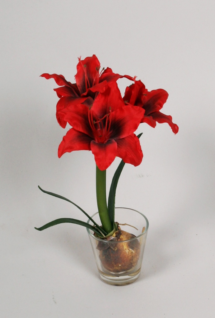 Amaryllis in water