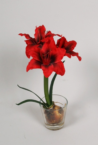 Amaryllis in water