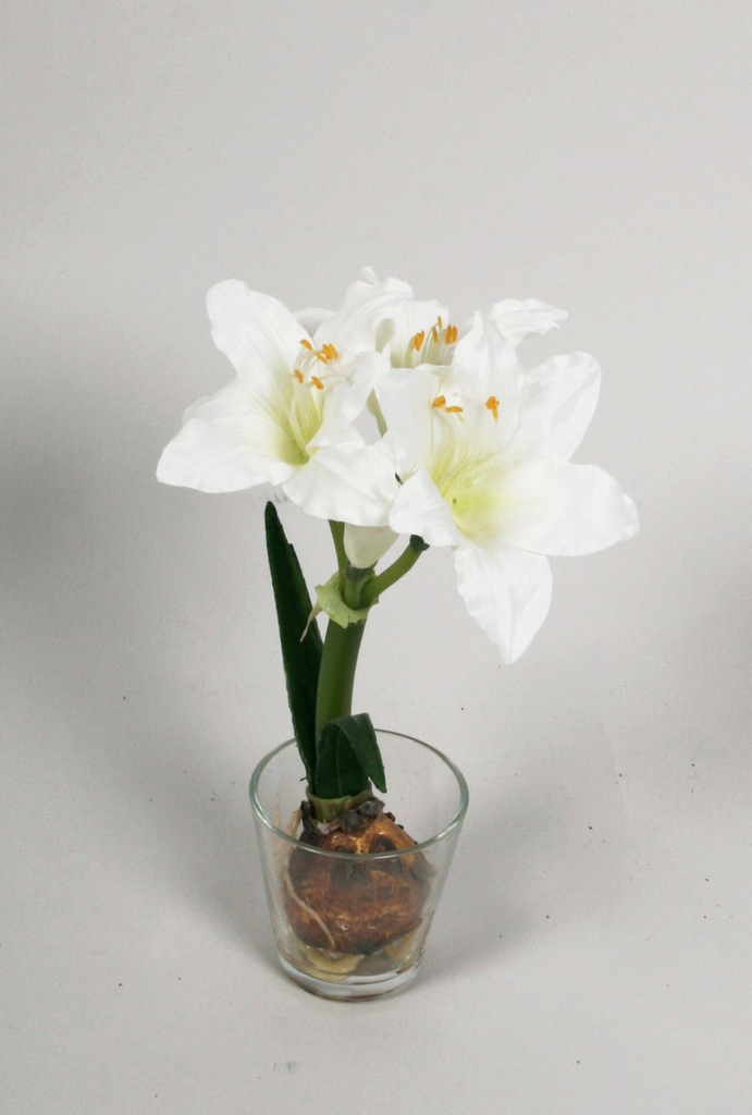 Amaryllis in water