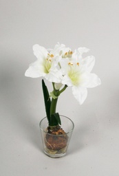 [6964] Amaryllis in water (Alternative 2)