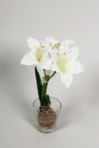 Amaryllis in water