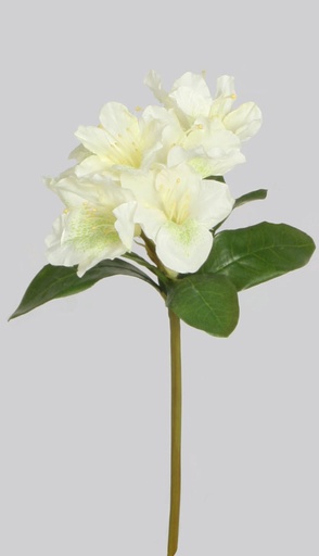Rhododendron