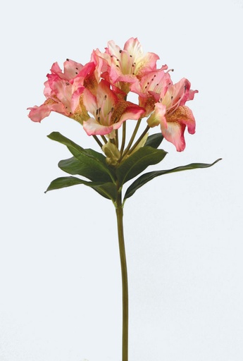 Rhododendron