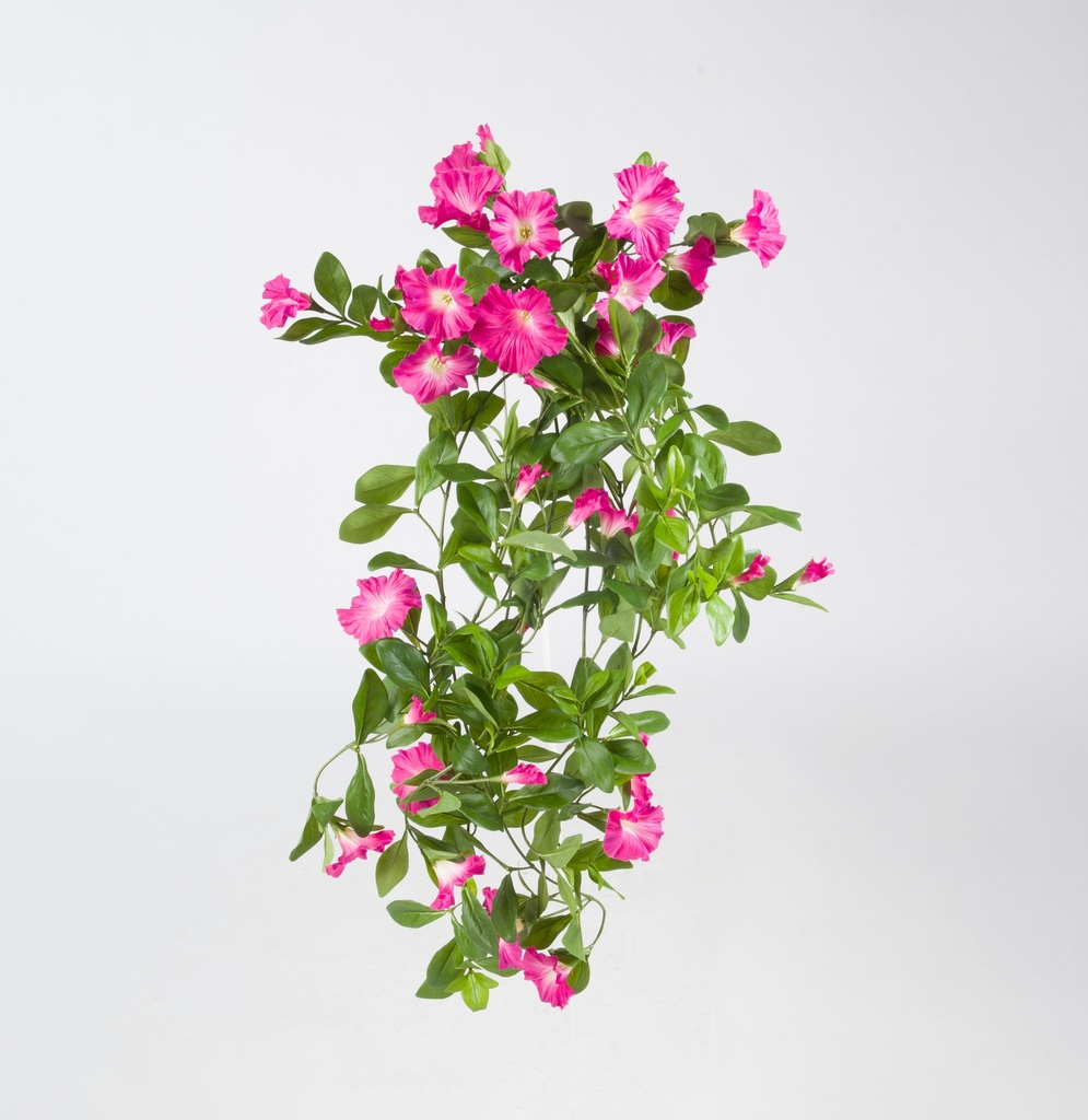 Petunia
